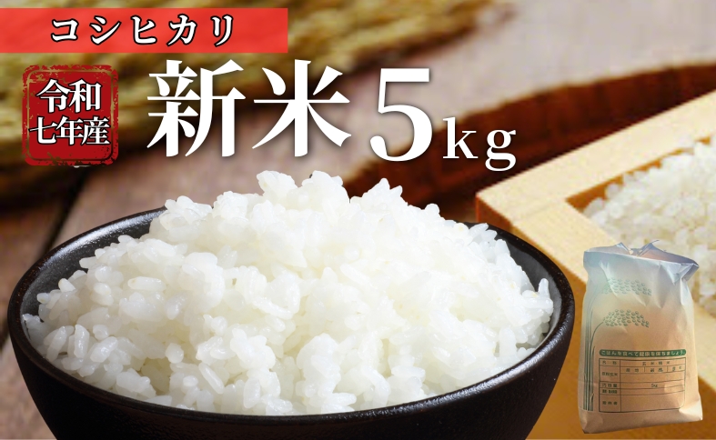 お米 令和7年産 新米 5kg コシヒカリ  特別栽培米  先行予約  【2025年10月以降発送】 精米 米 こめ コメ 白米 ごはん ライス 愛媛 伊予市｜C151
