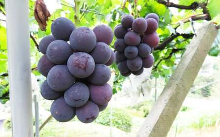 内子町産 ピオーネ 青秀以上 4～6房 約2kg 【2026年8月下旬～9月下旬迄発送】【えひめの町（超）推し！（内子町）】（446）