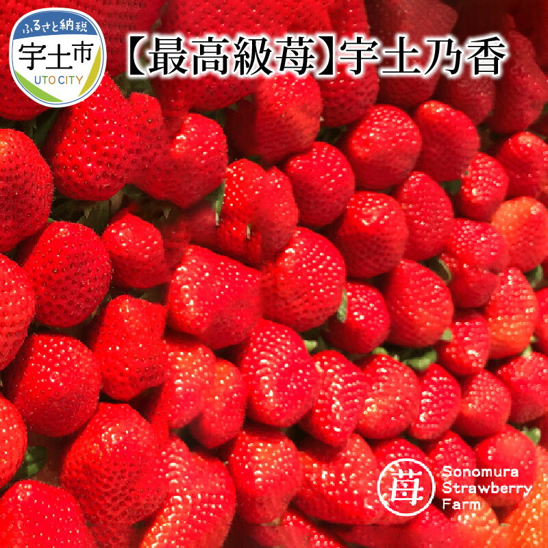 【ふるさと納税】最高級苺 さちのか 糖度15度 3Lサイズ 以上 約 500g 宇土乃香 完熟 苺 国産 果物 旬 フルーツ デザート 食品 九州 お取り寄せ お取り寄せフルーツ 園村苺園 送料無料 【熊本県宇土市】