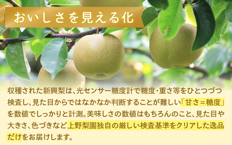 【先行予約】上野梨園の特選大玉 新興梨『特秀品』選び抜かれた逸品 3kg 光糖度センサー選果品 梨園直送！ / 期間限定 果物 フルーツ 農家直送 シャキシャキ もぎたて 旬 お取り寄せ ※2026年