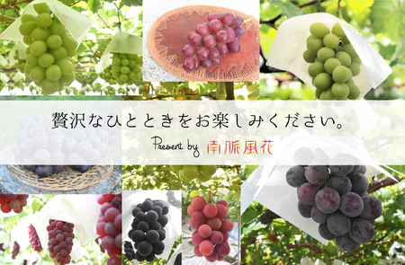 5-276 皮ごと食べられる！希少ぶどう3色特別詰め合わせ約2.0㎏