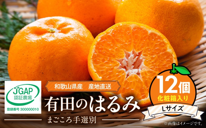 
                  【2027年先行予約】和歌山県産 有田の はるみ 化粧箱入り Lサイズ 12個入り_ZE6091n
                