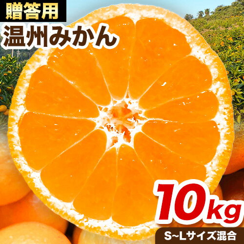 【ふるさと納税】贈答用にもおすすめ 温州みかん 10kg (S〜Lサイズ混合) 和田果樹園【先行予約】《2025年11月上旬-2026年2月上旬頃出荷》 和歌山県 紀の川市 みかん ミカン 果物 フルーツ 温州みかん 贈答用 送料無料