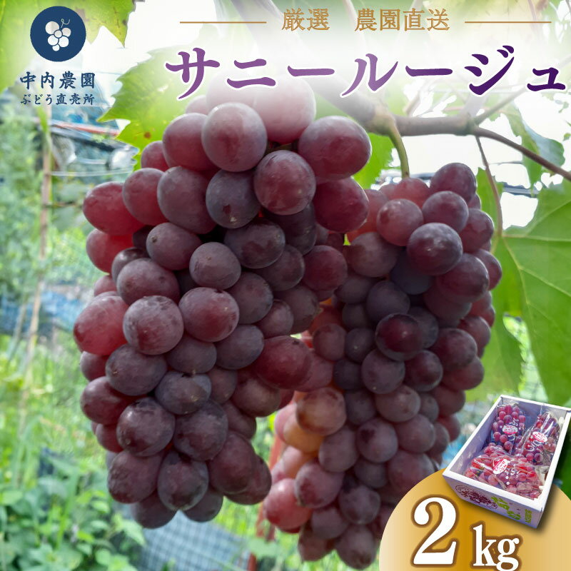 【ふるさと納税】 ぶどう サニールージュ 2kg 《 2025年 7月 下旬 から 順次発送 》フルーツ ぶどう 葡萄 期間限定 旬 産地直送 農家直送 産直 贈答 家庭用 ギフト 中内農園 ぶどう 直売所 徳島県 阿波市