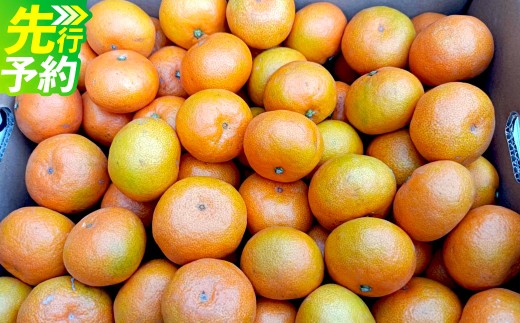みかん 10kg(サイズ2L～2S) 蜜柑