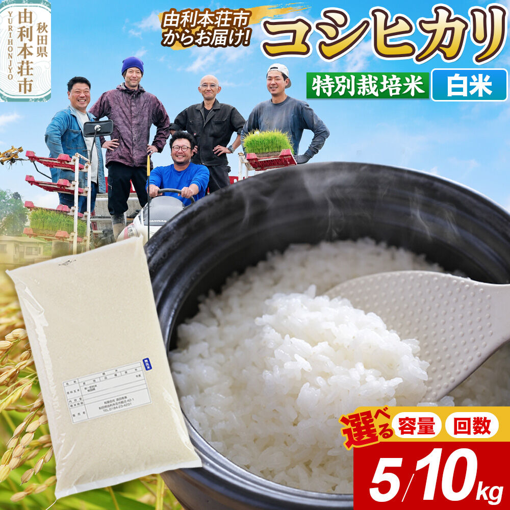 【ふるさと納税】【白米】特別栽培米 コシヒカリ 令和7年産【選べる 容量：5kg／10kg（5kg×2袋）・お届け回数：1回〜】 [コシヒカリ 米 お米 こめ 白米 精米 ブランド米 特別栽培米 食卓 おにぎり 秋田県産 秋田]