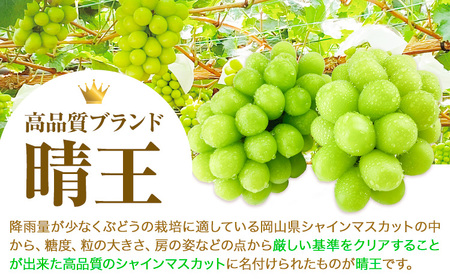 【2025年先行予約】ぶどう 3ヶ月 定期便 シャインマスカット 晴王 1.4kg（2房） 岡山県産《7月上旬-9月末頃出荷》 ハレノフルーツ マスカット 送料無料 岡山県 浅口市 フルーツ 果物 国