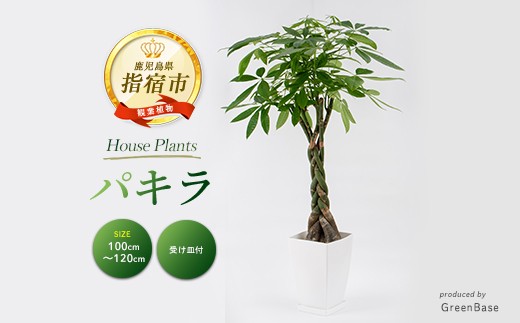 【観葉植物】パキラ110cm～130cm(Green Base/025-343)南国鹿児島県で育った 観葉植物！植物 鉢付 インテリア 室内 オフィス おしゃれ プレゼント ギフト 開店祝い 移転祝い マイナスイオン