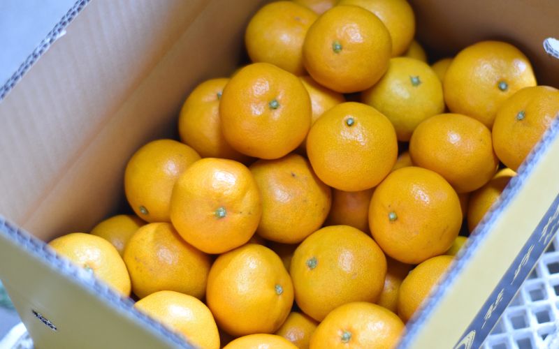 仲森農園の完熟熊野みかん 5kg【11月下旬から12月下旬に発送】みかん ミカン 蜜柑 温州みかん 柑橘 フルーツ 果物 産地直送 三重県 熊野市 熊野【nkmr0010】