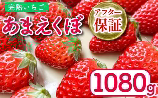 いちご あまえくぼ 4パック 1080g ( 2026年 1月 発送開始 ) 朝採れ 期間限定 人気 果物 フルーツ 新鮮 旬 冬 春 ケーキ ショートケーキ デザート ギフト 贈り物 贈答 イチゴ 苺 ストロベリー 徳島県 吉野川市 あんいちご園