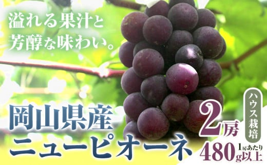 255.【先行予約】 岡山県産 ニューピオーネ 2房 480g以上 ハウス栽培 葡萄 果物 厳選出荷 スイーツ フルーツ デザート 岡山県矢掛町《7月上旬-8月下旬頃出荷》 種なしぶどう 【配送不可地域あり】