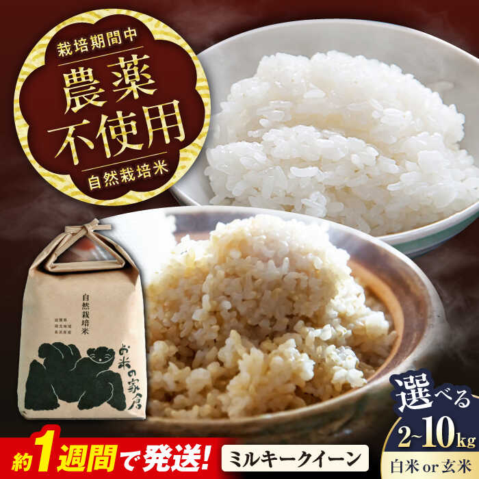 【ふるさと納税】【令和8年産 新米】自然栽培米 ミルキークイーン 2kg 5kg 10kg 精米方法 白米 玄米 | 米 こめ コメ お米 国産 送料無料 お取り寄せ 近江米 栽培期間中 農薬不使用　長浜市/お米の家倉[AQCP001] ごはん 精米 人気 おすすめ 長浜市 おにぎり
