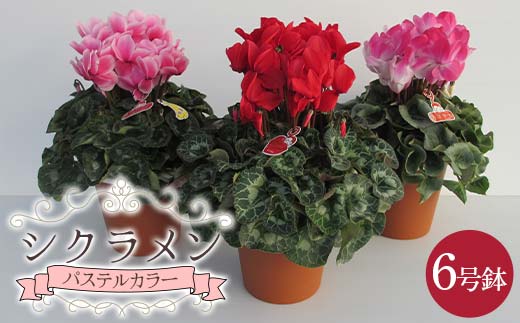シクラメンパステルカラー6号鉢(18cm)【お届け11月～12月】 F4N-1404