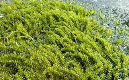 海ぶどう 茎無し海ぶどう 300g（たれ付き）