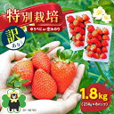 【ふるさと納税】【 訳あり】 特別栽培 いちご 約 1.8kg ゆうべに or 恋みのり 玉名 熊本県産 送料無料