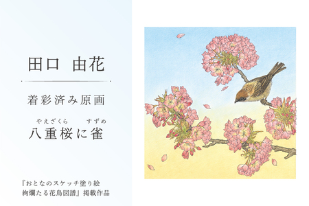 田口由花　着彩済み原画「八重桜に雀（やえざくらにすずめ）」（『おとなのスケッチ塗り絵　絢爛たる花鳥図譜』掲載作品）【0109-002-2】色鉛筆画 日本画 絵画 ｲﾝﾃﾘｱ 原画 芸術品 美術品