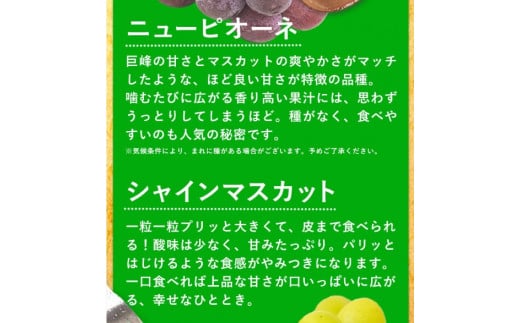 訳あり ニューピオーネ シャインマスカット 詰め合わせ 約1.2kg 2房《9月上旬〜10月中旬頃に出荷予定》