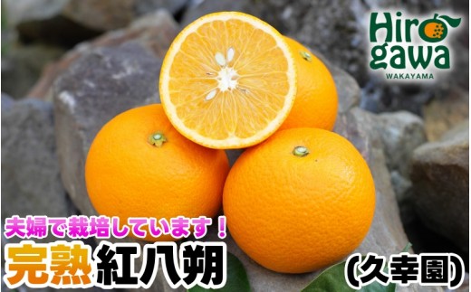 完熟 紅八朔 7kg 久幸園 / はっさく 甘い 和歌山 柑橘 ※3月中旬～6月上旬頃に順次発送予定 【hsk022-beni-7】