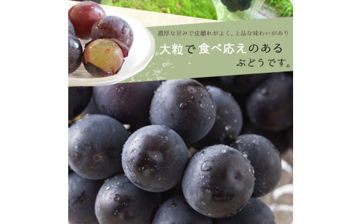紀州和歌山産 ピオーネ 約2kg ※2024年8月中旬～9月中旬頃に順次発送 ※日付指定不可 ぶどう ブドウ 葡萄 果物 くだもの フルーツ