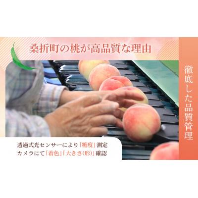 ふるさと納税 桑折町 もも【あかつき・2026年産先行受付】特秀約3kg「献上桃の郷ブランド品」桑折町産　JAふくしま未来 |  | 01
