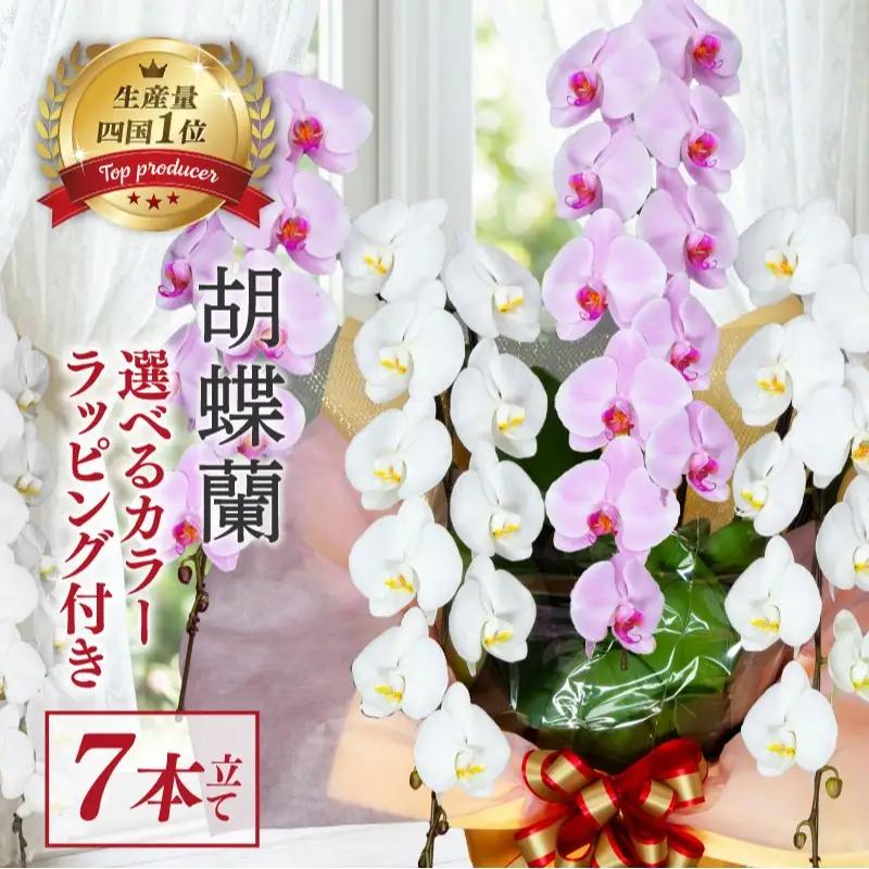 指定日配達 胡蝶蘭 7本立て 紅白 花