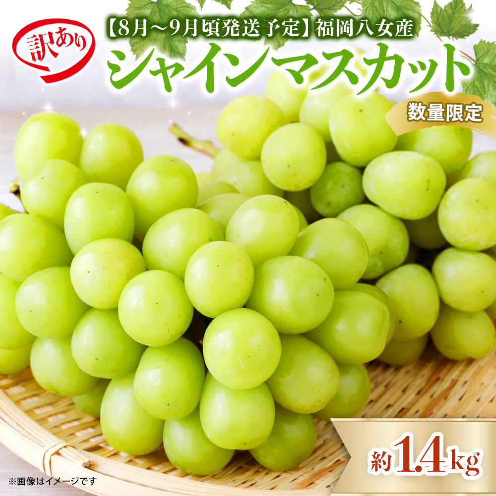 【先行受付】【2026年発送】九州福岡フルーツ王国八女　訳ありシャインマスカット 約1.4kg【数量限定】＜配送不可：北海道・沖縄・離島＞ 数量限定 約1.4kg 自宅用 訳あり 果物 くだもの フルーツ ぶどう 葡萄 ジューシー 種なし 冷蔵 九州 福岡県 八女市