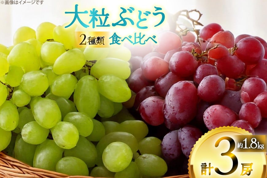 
            【期間限定発送】 ピオーネ シャインマスカット 2種 食べ比べ セット 計2kg [四釜昌和 山形県 高畠町 tk06ayt020006] ぶどう ブドウ 葡萄 マスカット 大粒 種なし 果物 フルーツ くだもの
          