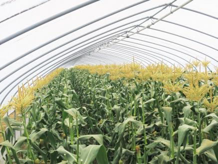 【先行予約】大地の恵み「とうもろこし2色セット」14本