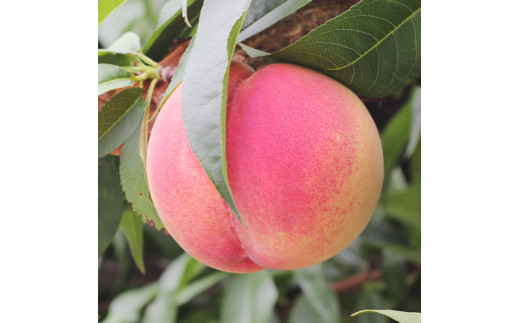 【長野県産】桃(あかつき) 約3kg 秀品 2026年7月上旬から発送 信州 南信州 産地直送 果物 くだもの もも モモ 旬 旬の果物 旬の桃 山下屋荘介