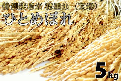 (1027)米　玄米　特別栽培米　穂垂米　「ひとめぼれ」　5kg　【令和7年産】