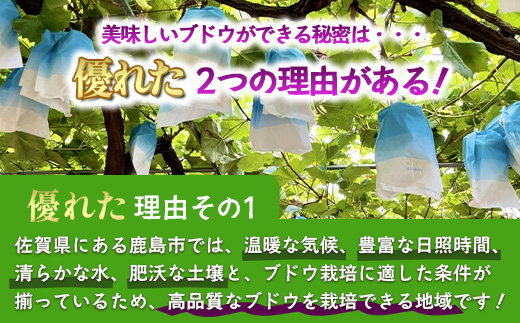 【先行予約】ぶどう クイーンニーナ 約2kg 3～4房【2025年8月下旬～9月下旬配送予定】朝採れ即日発送 新鮮 生産者直送 果物 フルーツ 冷蔵便 佐賀県 鹿島市 送料無料 C-39