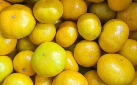 有田産極早生みかん約5kg（サイズ混合）｜早生みかん フルーツ 果物 みかん ※2025年10月中旬～11月上旬頃に順次発送予定