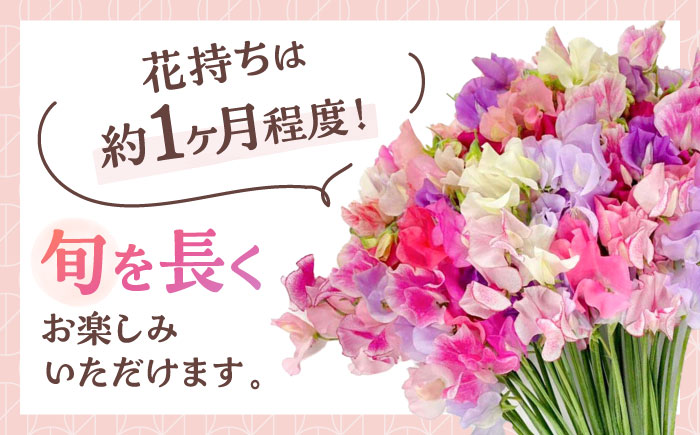【R7年度12月以降発送】【生産農家直送！】スイートピー 花束 100本（ミックス）【木下農園】生花 [IBW004]