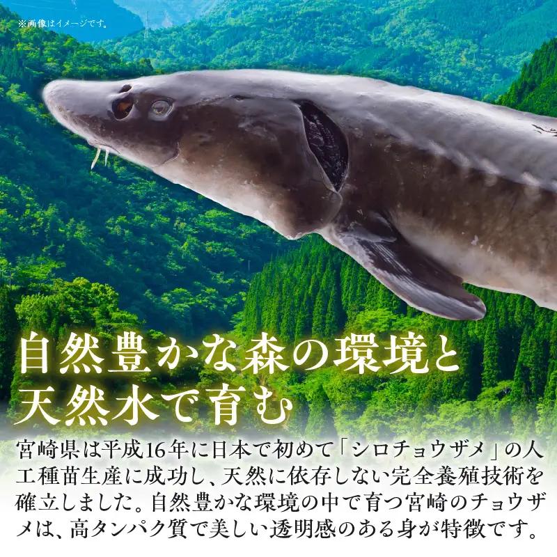 宮崎県産チョウザメの切り身70g×8パックセット 国産 宮崎県産 チョウザメ 切り身 切身 70g 8パック 高タンパク質 タンパク質 魚 冷凍 小分け パック 真空パック 唐揚げ ガーリックソテー