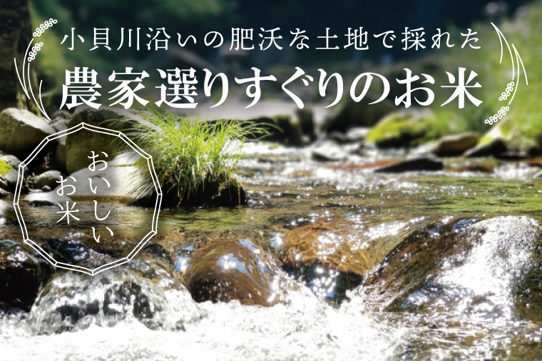 【数量限定】R7年産取手市産コシヒカリ 玄米10kg（5kg×2袋）|お米 米 こしひかり コシヒカリ 新米 玄米 茨城県 取手市（BS004）
