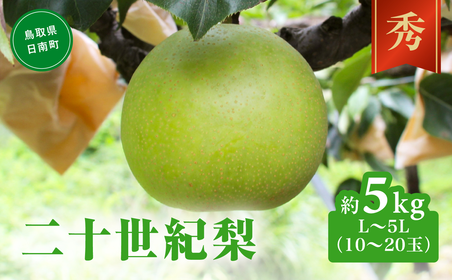 二十世紀梨 秀5㎏前後 L～5L(10～20玉前後) 梨 なし フルーツ 鳥取 高間商店