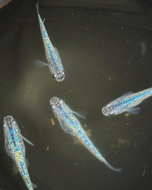 【ふるさと納税】メダカ サファイア 5匹 （2ペア＋1匹） 死着保証 ／ aju succulent 観賞魚 淡水魚 魚 ペット 生き物 奈良県 葛城市