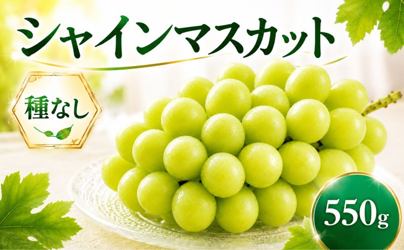 
                  シャインマスカット 種なし 1房 約550g ぶどう 葡萄 フルーツ 果実 旬 産地直送 ギフト 贈答 プレゼント 贈り物 果物 くだもの しゃいんますかっと 国産 お取り寄せ ふるさと納税 茨城県 鹿嶋市 【2026年9月より順次発送】
                