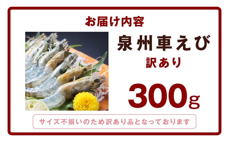 【生食可】泉州車えび 300g【訳あり サイズ不揃い 先行予約 エビ 海老 国産 魚介類 海鮮丼 冷凍】 G2185
