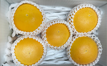 フルーツ グレープフルーツ約2kg 6個 国産 フルーツ