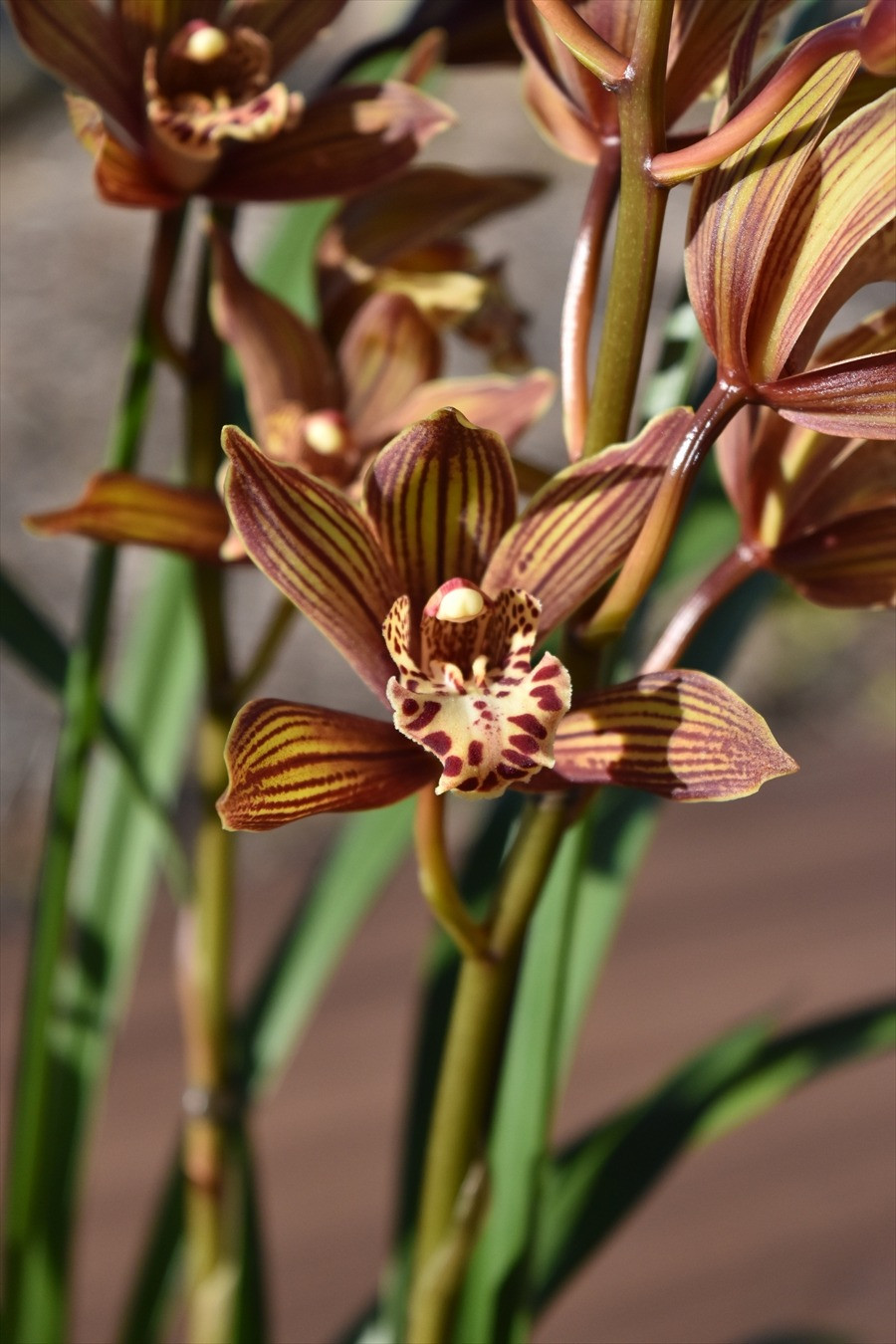 
            芳香品種 和蘭 「蜻蛉」 花芽～開花株 ４号陶器鉢付 B14-1001
          