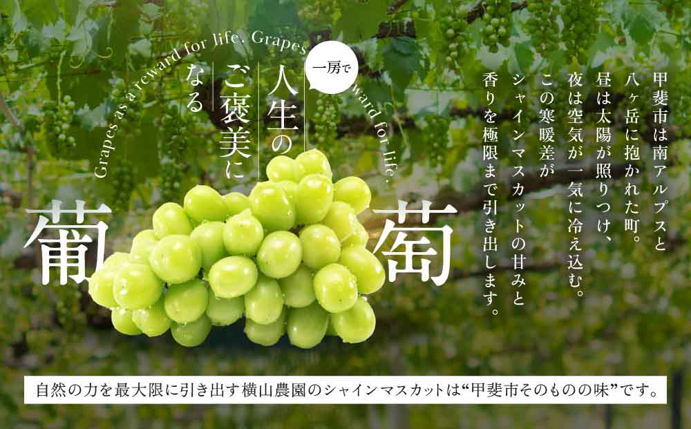 （2026年/令和8年）発送＜先行予約＞山梨県産　減農薬シャインマスカット1.2㎏／2房