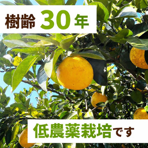 訳あり 河内晩柑 10kg 愛南町 風山の里 石川健一