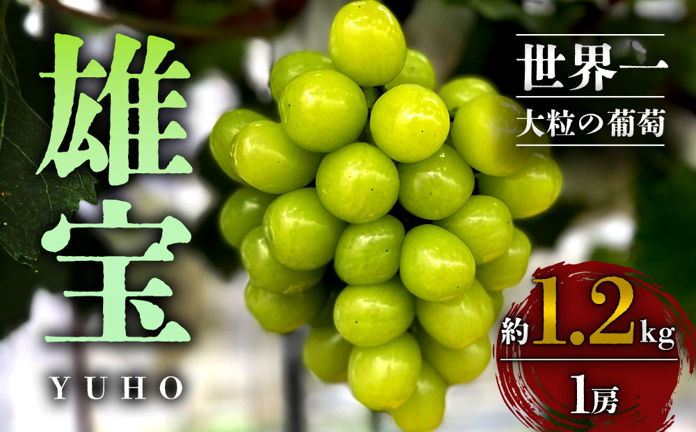 【ふるさと納税】【予約商品】雄宝 1房 約1.2kg 10月 11月 発送 希少 ぶどう 葡萄 果物 くだもの フルーツ 秋 秋の味覚 新鮮 期間限定 皮ごと ブドウ お取り寄せ 産地直送 甘い ジュ