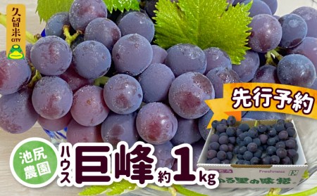 【7月下旬より順次発送】池尻農園　ハウス巨峰　約1kg_巨峰 約 1kg ぶどう 3房 久留米市産 渋み エグミ 無い フルーツ 果物 期間限定 池尻農園 ハウス巨峰 福岡県 久留米市 お取り寄せ お取り寄せフルーツ デザート 〔Fg007〕