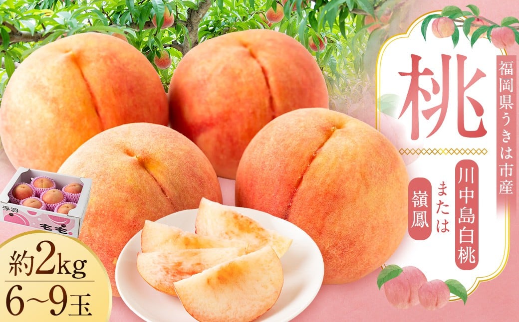
            桃 （ 嶺鳳 ・ 川中島白桃 ）  約2kg （ 6ー9玉） 【2026年7月上旬ー8月上旬発送予定】　 もも モモ フルーツ 果物 くだもの 福岡県産 国産 福岡県 うきは市
          