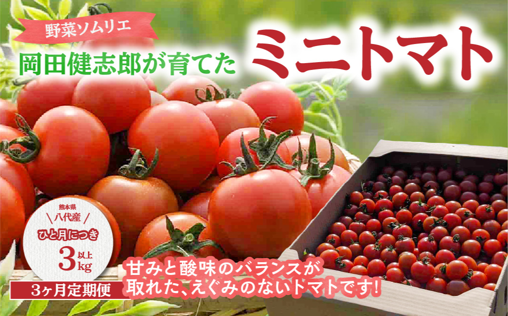【先行予約】【定期便3回】 野菜ソムリエ岡田健志郎が育てた　ミニトマト3kg以上定期便 トマト 野菜 熊本県産 新鮮 サラダ やさい とまと 八代市産 九州 【2025年12月上旬より順次発送】