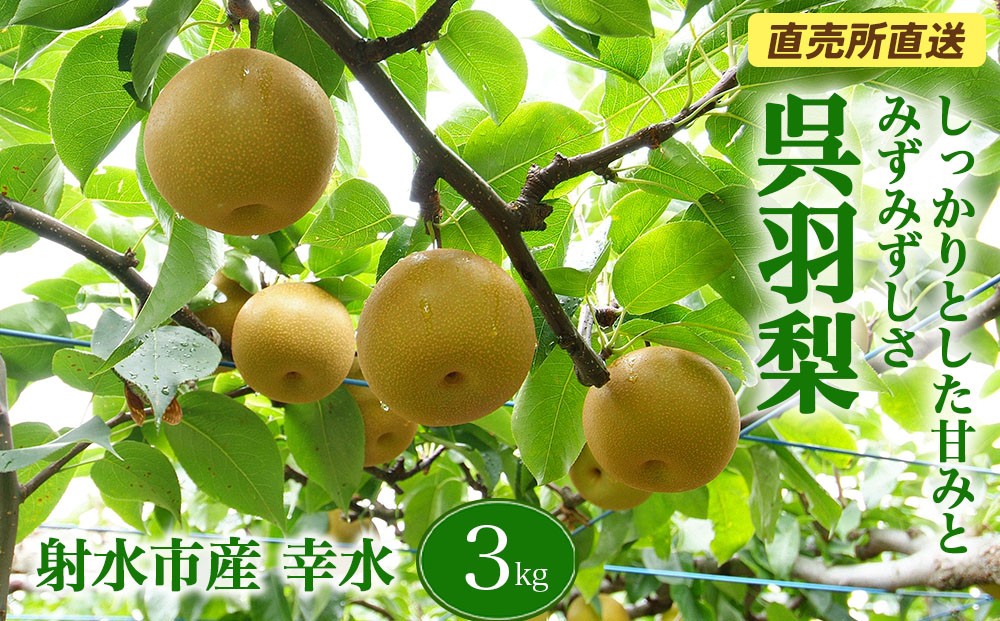 
                  【射水のおいしい果実】【梨】直売所直送 野開梨園の“呉羽梨” 幸水3kg（8～9個／箱）※2026年8月～発送
                