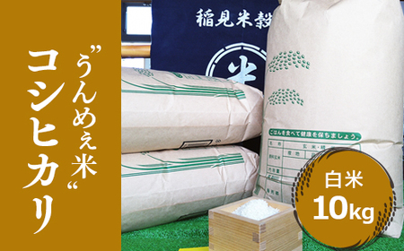 [令和6年度産] 栃木県上三川町産コシヒカリ・白米 (10kg×1袋) ◇ | 国産 栃木県産 コシヒカリ 米 お米 単一原料米 精米 白米 栃木米 とちぎ米 産地直送 送料無料