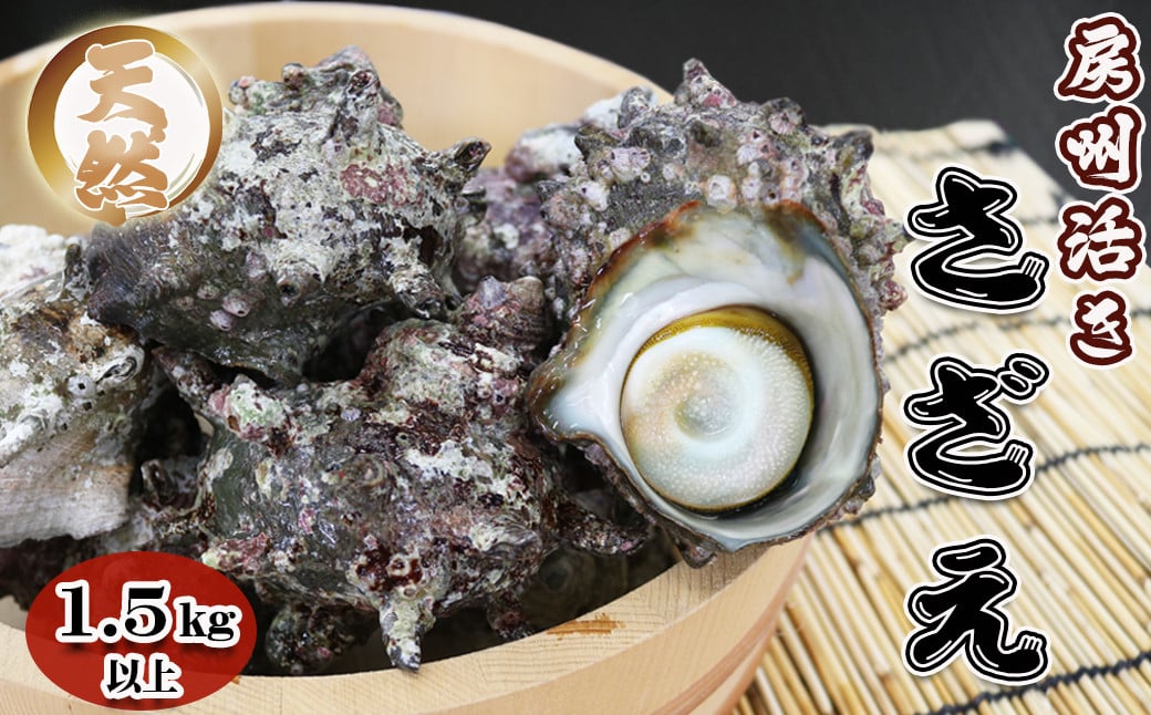 
                  【漁協直送！】房州黒潮の浜で育った『天然活サザエ』1.5kg以上（８～12個）　《期間限定》《数量限定》《配送日指定OK》《配送指定 令和8年5月末日まで》さざえ 栄螺 [ウオポート][0017-0028]
                